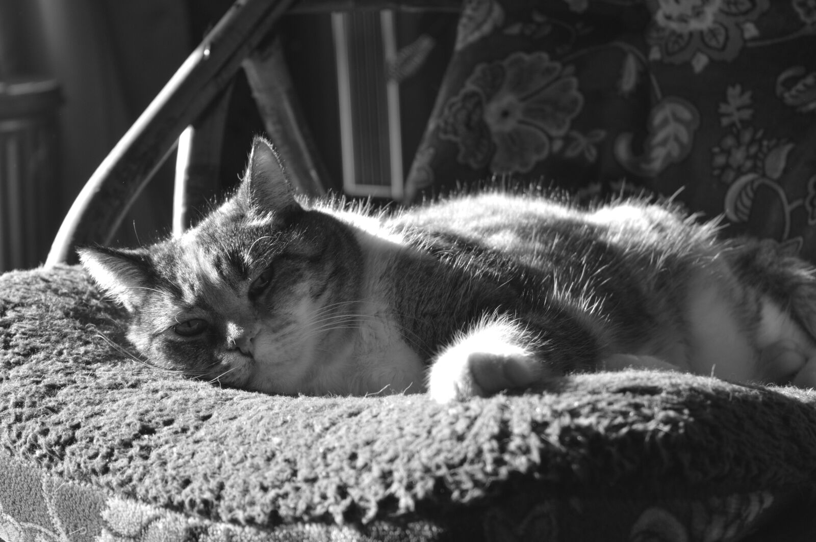 Nikon D3200 sample photo. Cat, kitty, black and photography
