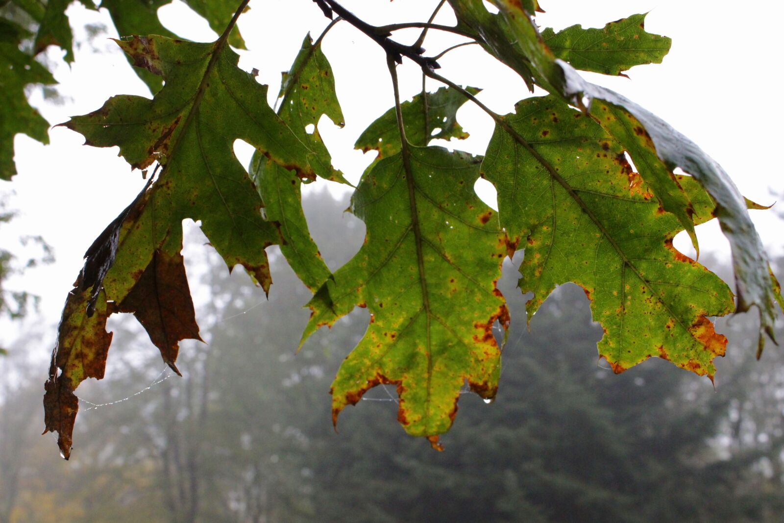 Canon EOS 100D (EOS Rebel SL1 / EOS Kiss X7) sample photo. Leaves, tree, fog photography
