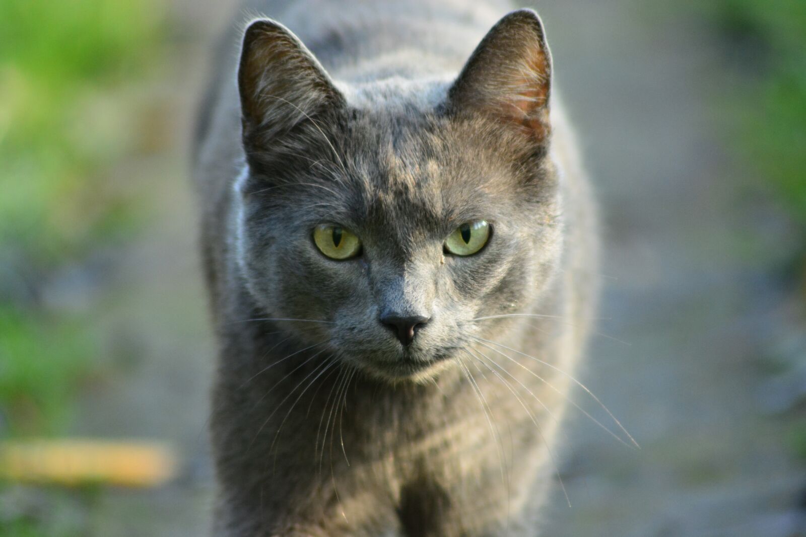 Nikon D5200 sample photo. Animals, charming, mammals photography