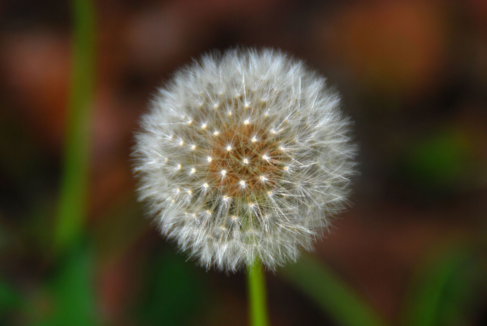 Nikon D40X sample photo. Dandelion, flower, white photography