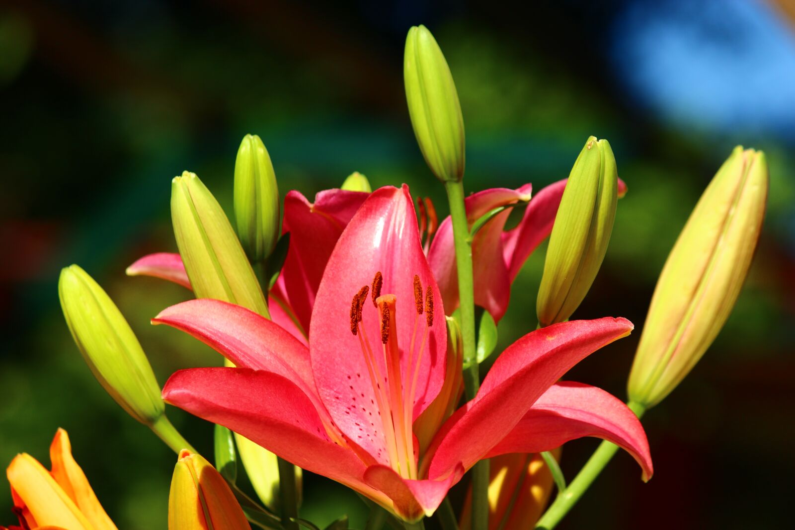Canon EOS 600D (Rebel EOS T3i / EOS Kiss X5) sample photo. Fleur-de-lis, lily season, red photography