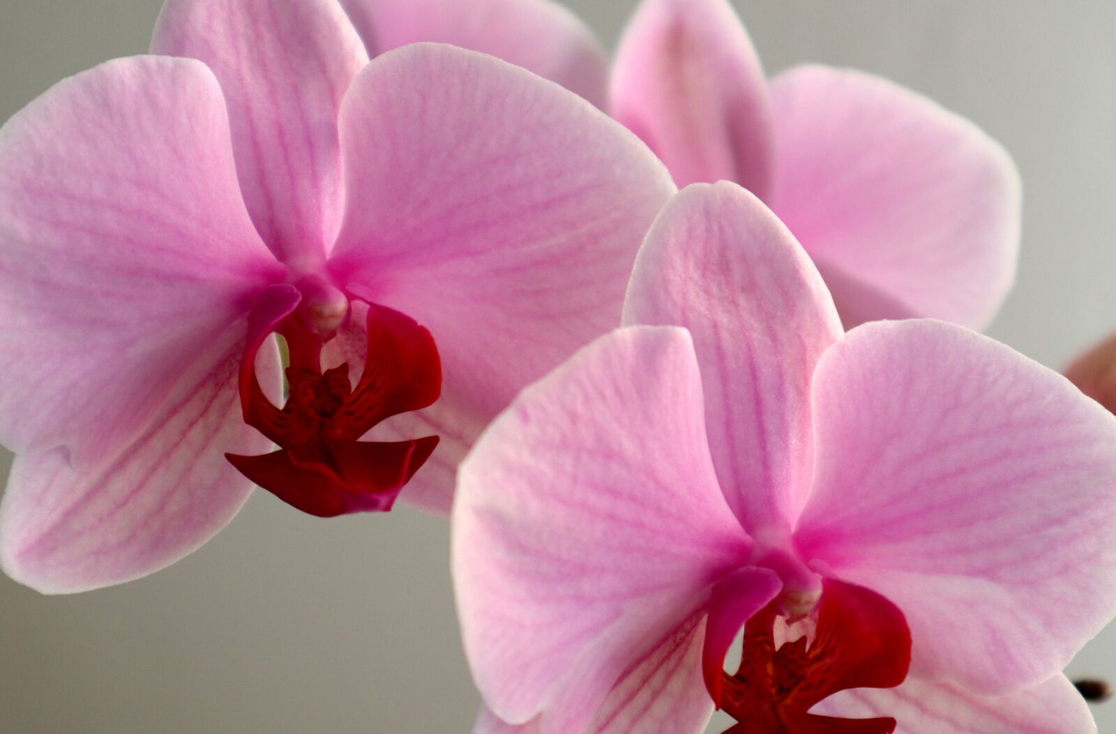 Canon EOS M100 sample photo. Orchid, phalaenopsis, můrovec photography