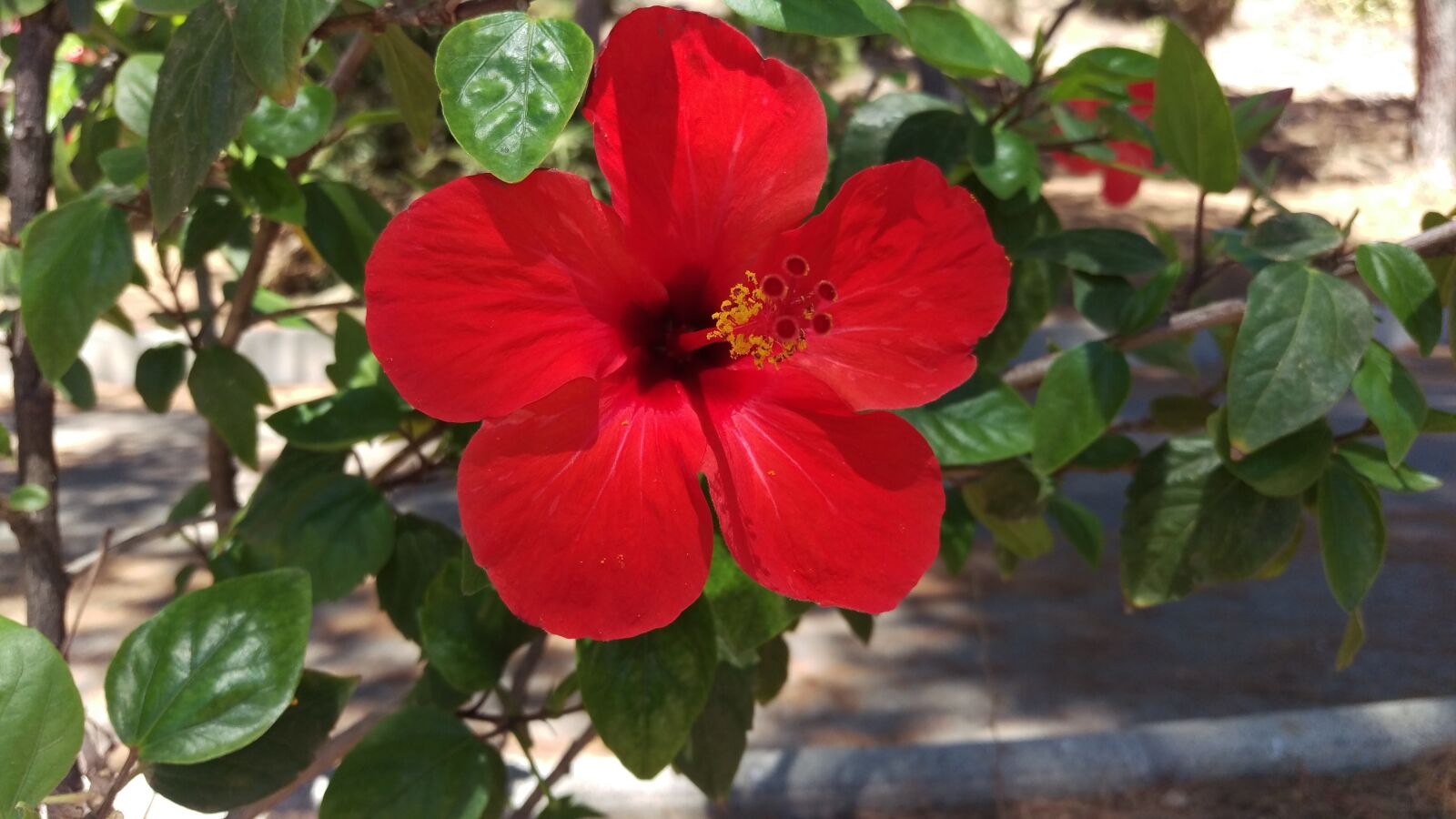 HTC ONE M9 sample photo. Hibiscus, flower, red photography