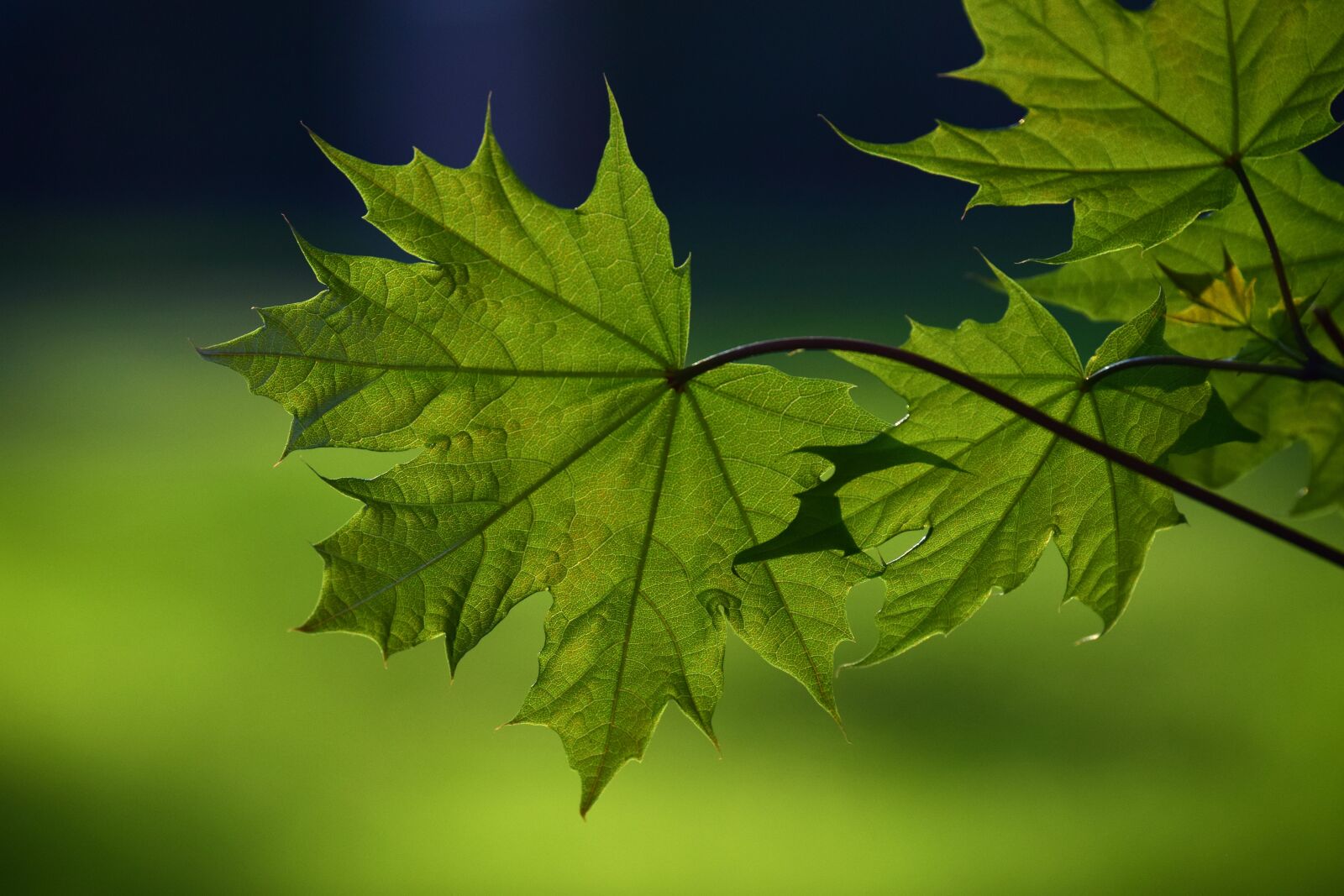 Nikon D3300 sample photo. Leaf, plant, nature photography