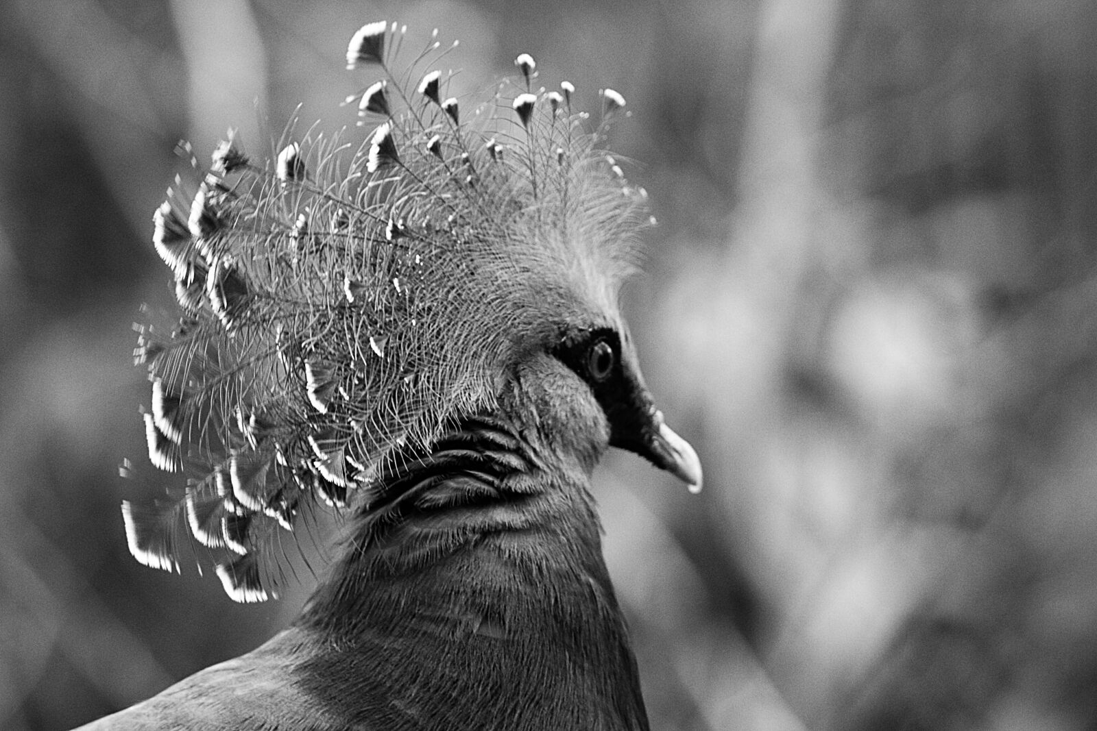 Canon EOS 70D sample photo. Animals, birds photography