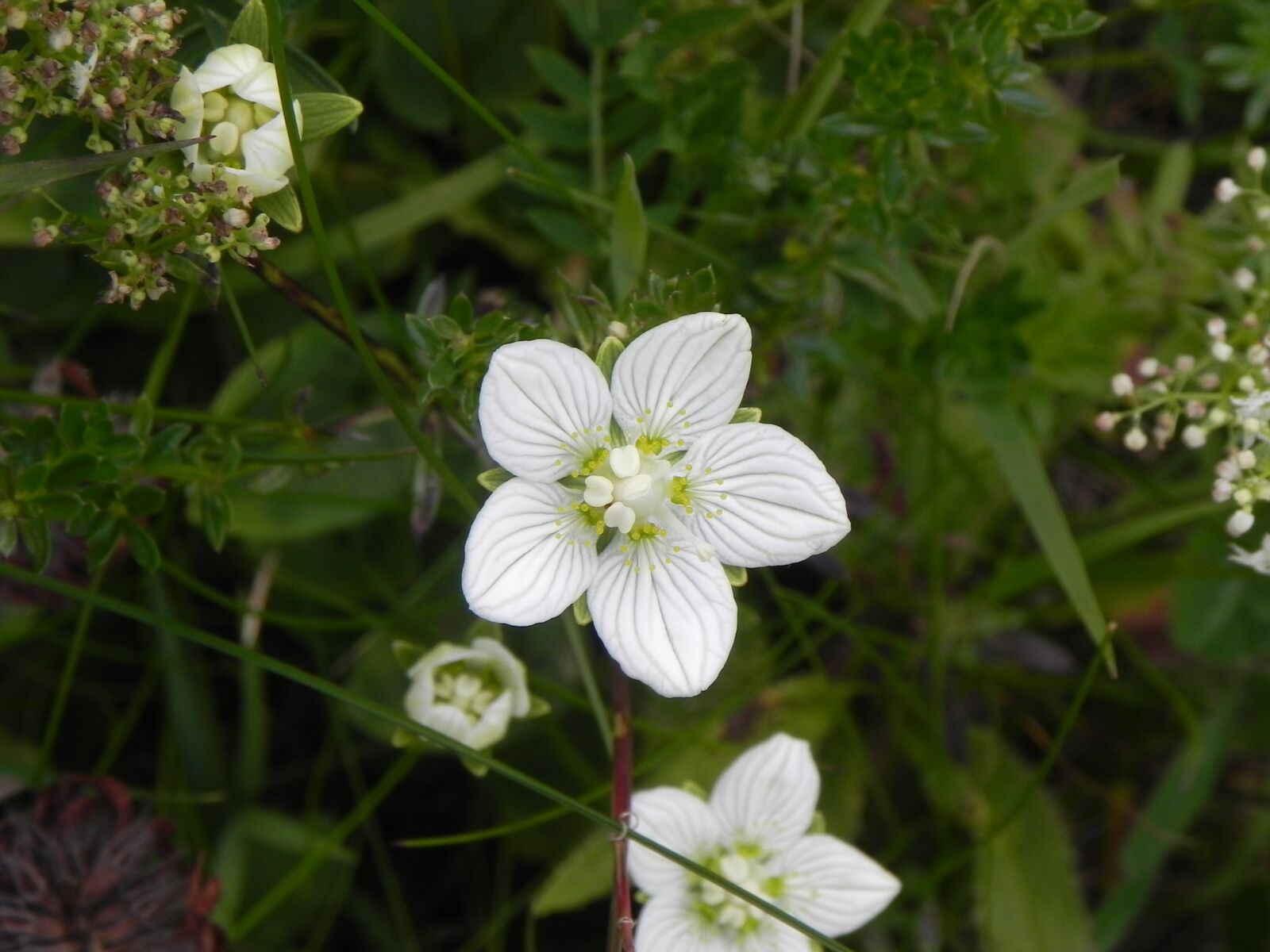 Nikon Coolpix P100 sample photo. White, flower, nature photography