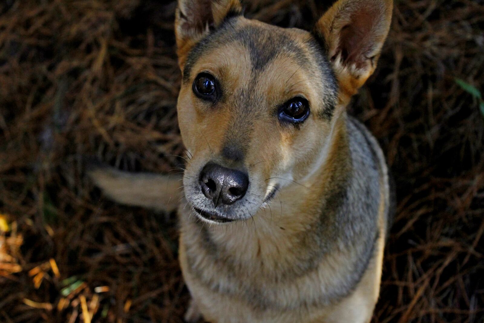 Canon EOS 1200D (EOS Rebel T5 / EOS Kiss X70 / EOS Hi) sample photo. Close, up, dog, emotions photography