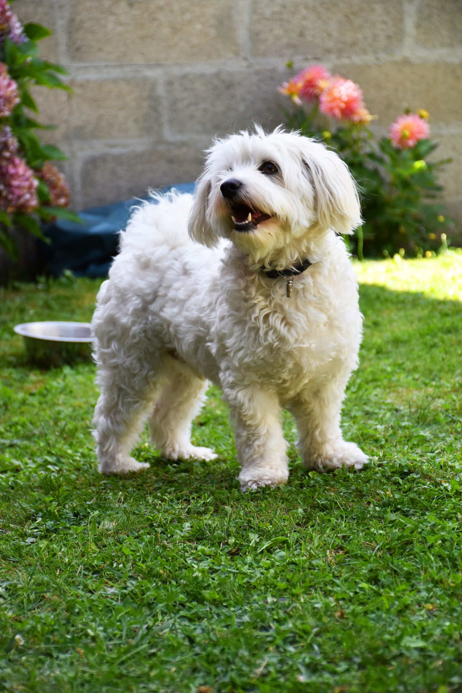 Nikon D5500 sample photo. Dog, garden, white photography
