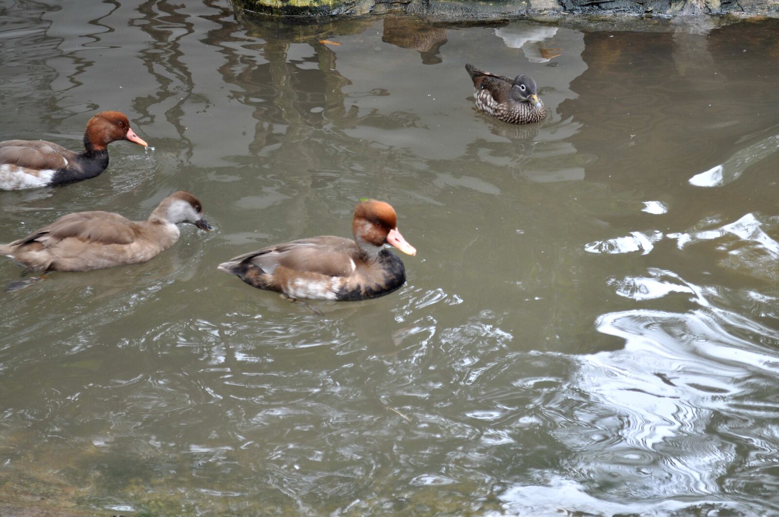 Nikon D5000 sample photo. Decorative, ducks, pool photography
