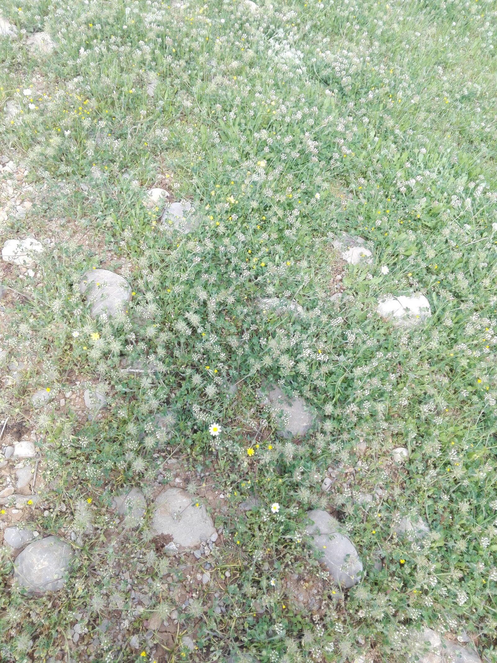 HUAWEI P8 Lite sample photo. Nature, grass, earth photography