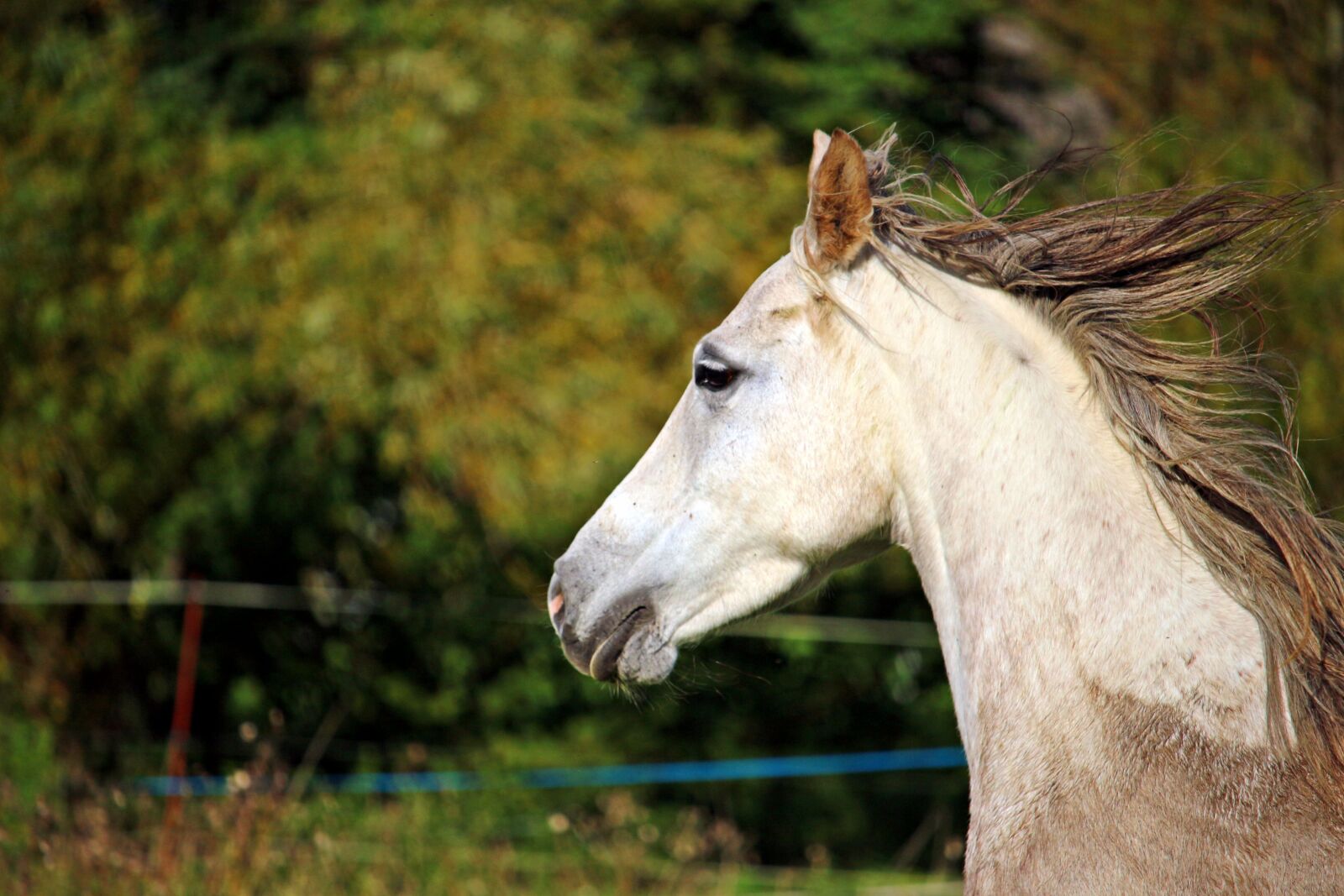 Canon EOS 100D (EOS Rebel SL1 / EOS Kiss X7) sample photo. Horse, horse head, mold photography