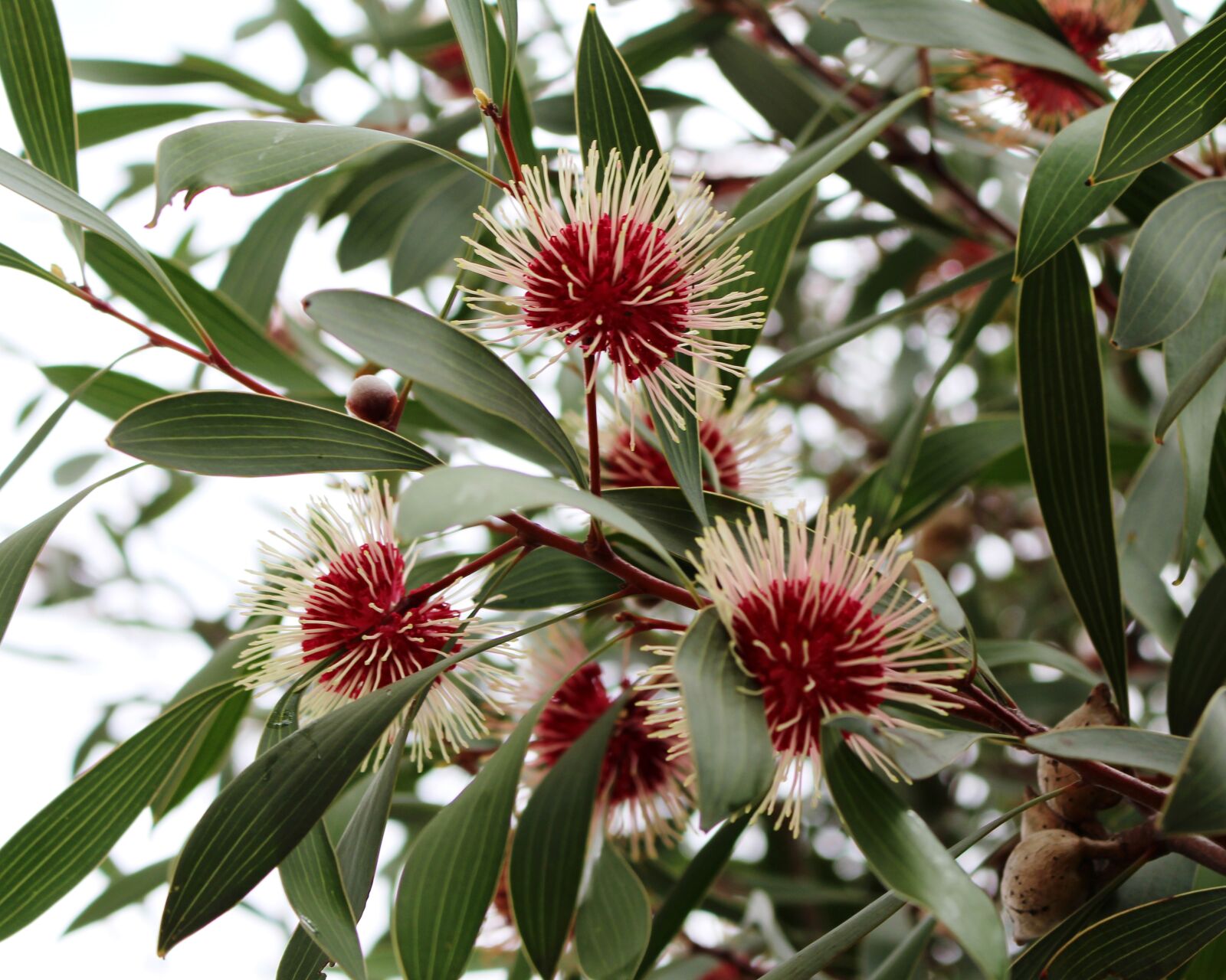 Canon EOS 700D (EOS Rebel T5i / EOS Kiss X7i) sample photo. Pin-cushion hakea, flowers, spherical photography
