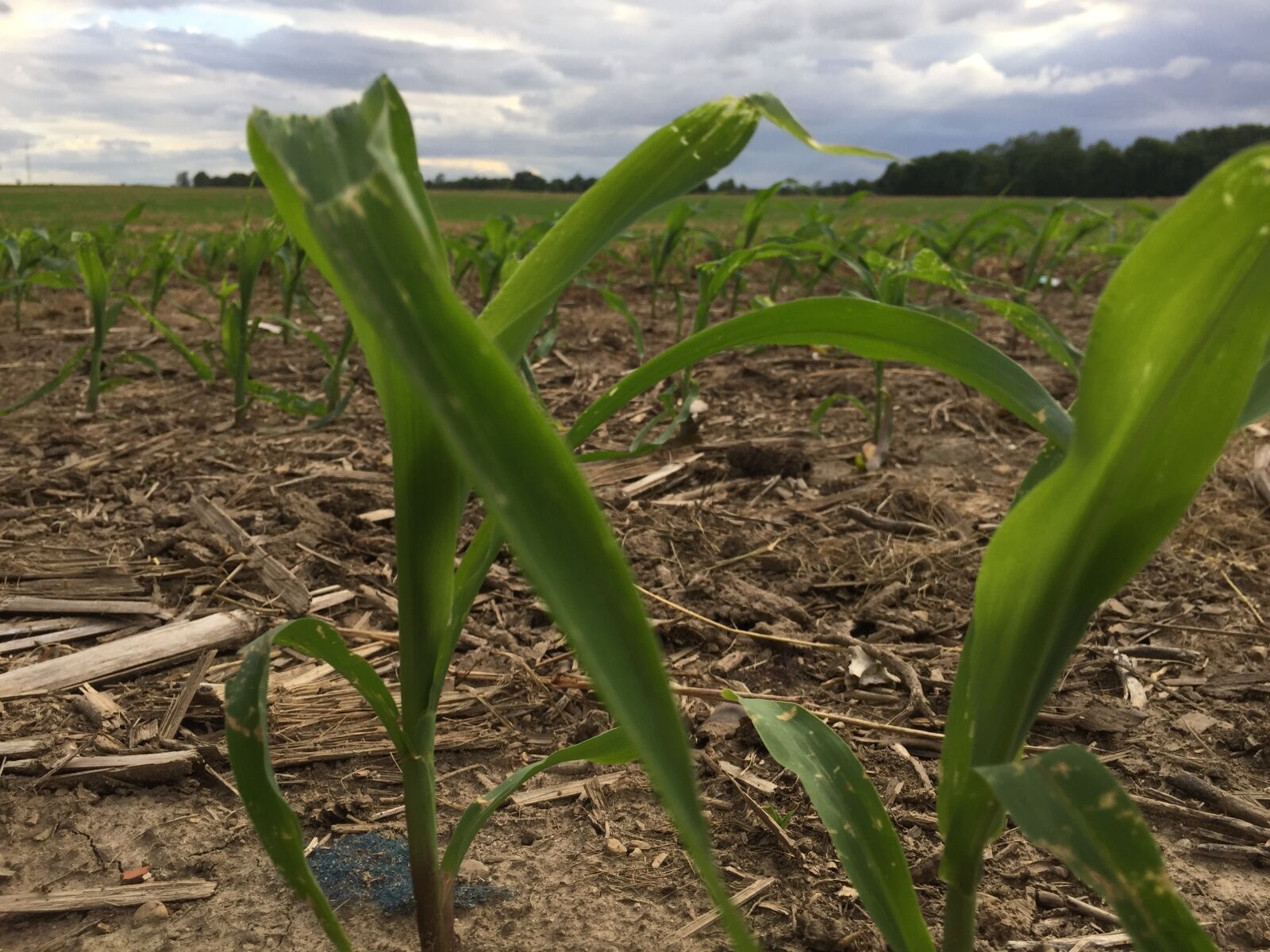 iPhone 6 back camera 4.15mm f/2.2 sample photo. Green, farm photography