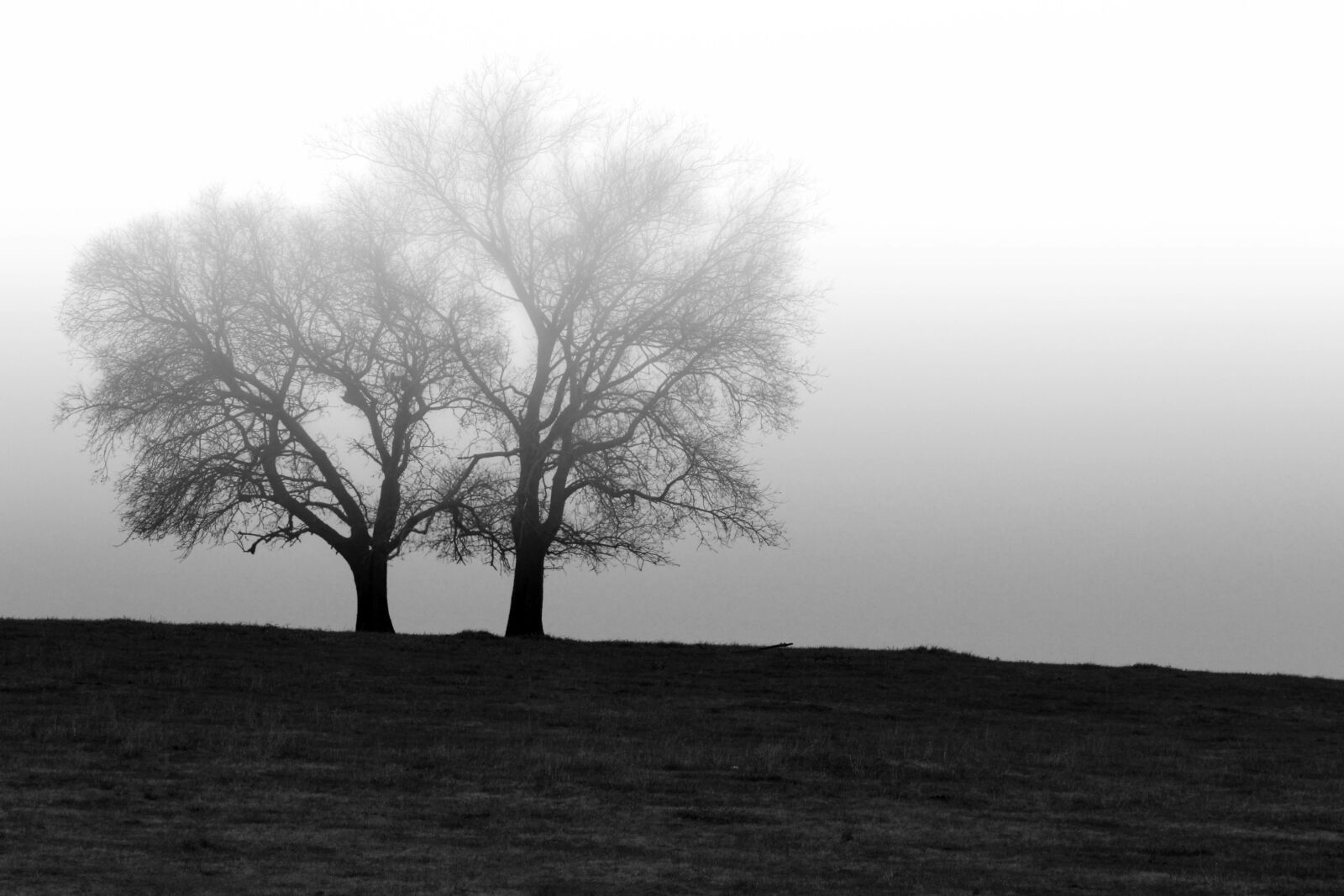 Canon EOS 60D sample photo. Country, tree, fog photography