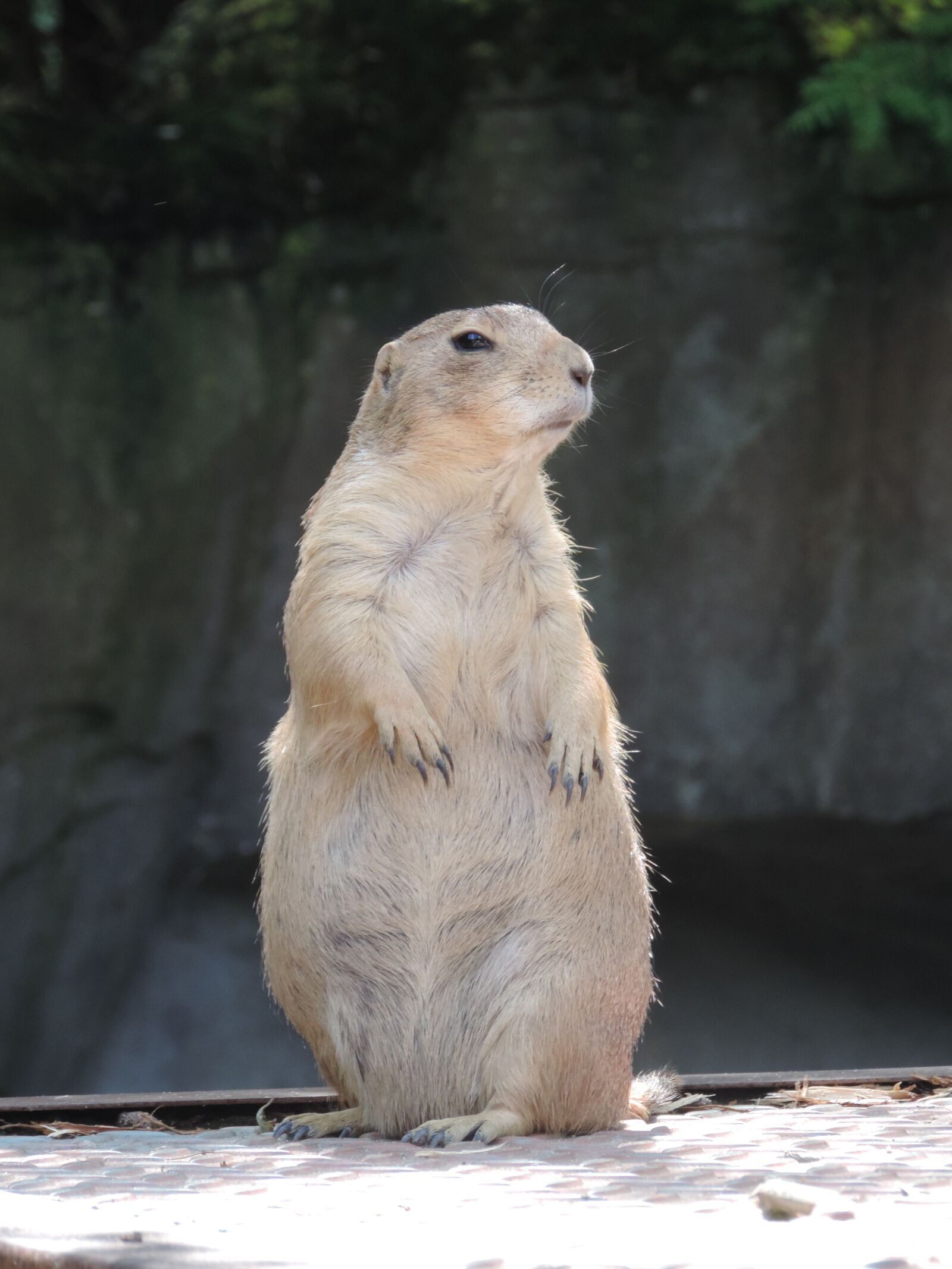 Nikon Coolpix P520 sample photo. Marmot, rodent, mankei photography