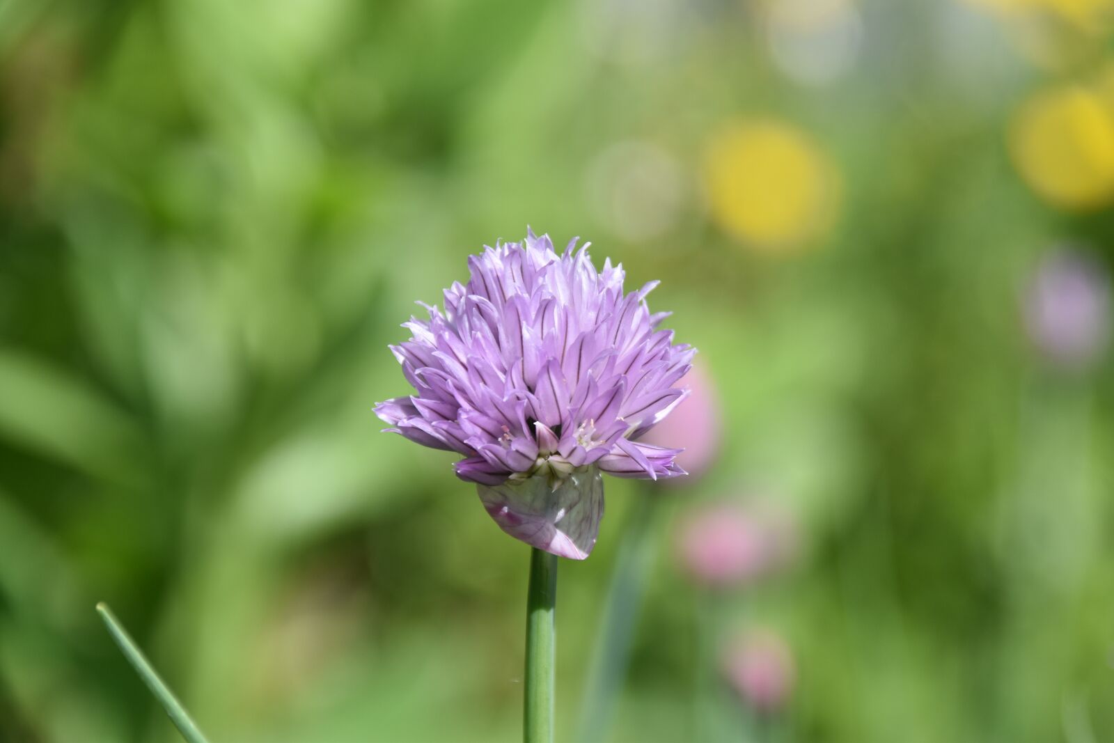 Nikon D5600 sample photo. Flower, chive flower, spices photography