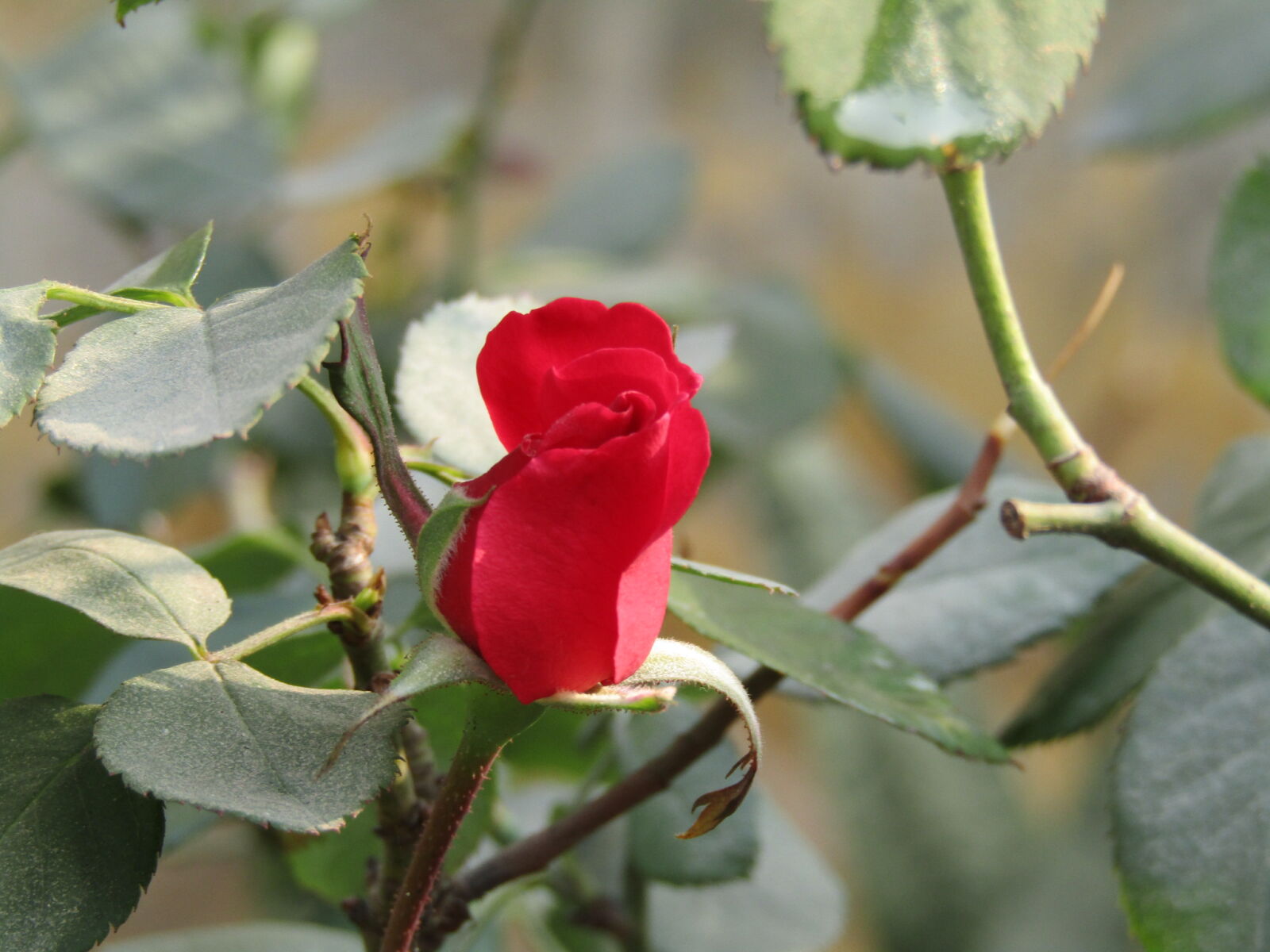 Canon PowerShot SX410 IS sample photo. Rose, roses, rosegold, prose photography