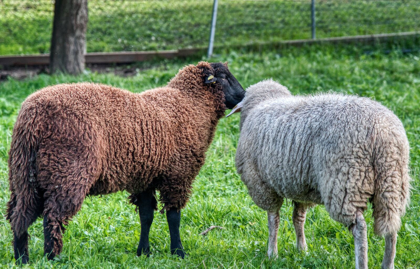 Nikon D750 sample photo. Sheep, meadow, pasture photography