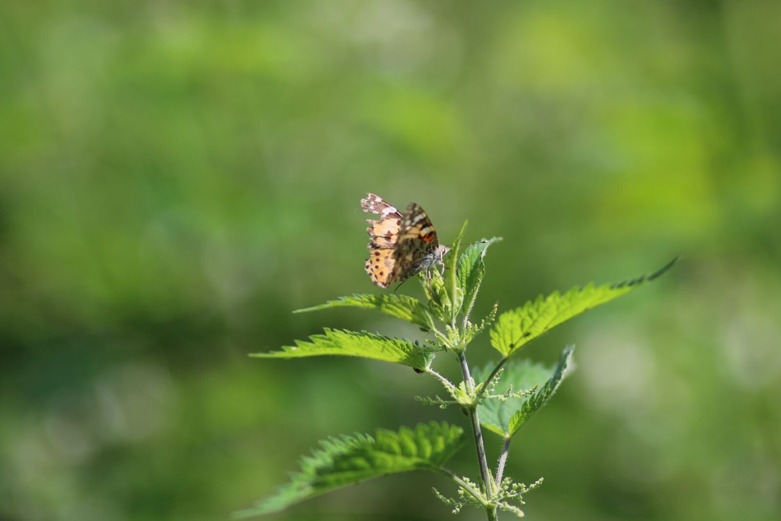 Canon EF 100mm F2.0 USM sample photo. Butterfly, nature, green photography