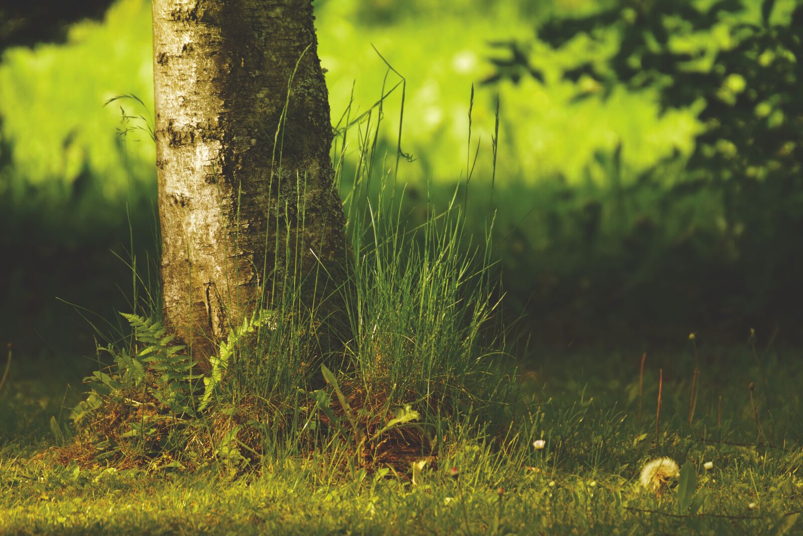 Nikon D7200 sample photo. Tree, garden, fern photography