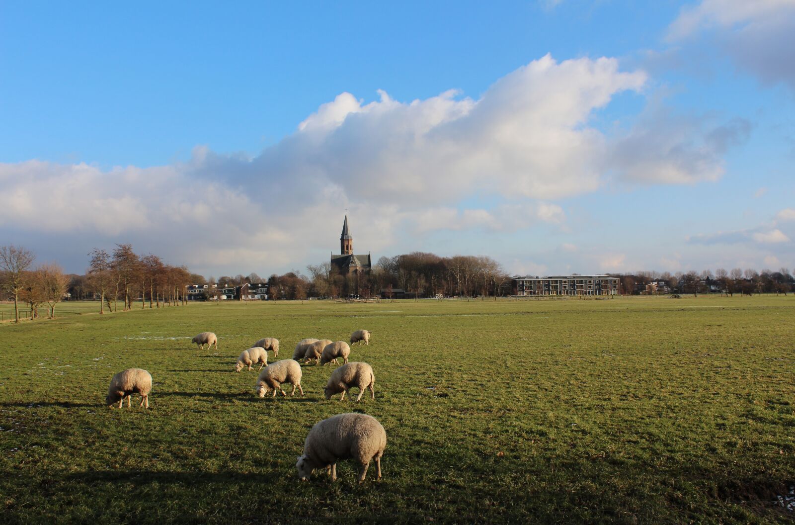 Canon EOS 600D (Rebel EOS T3i / EOS Kiss X5) sample photo. Landscape, sheep photography