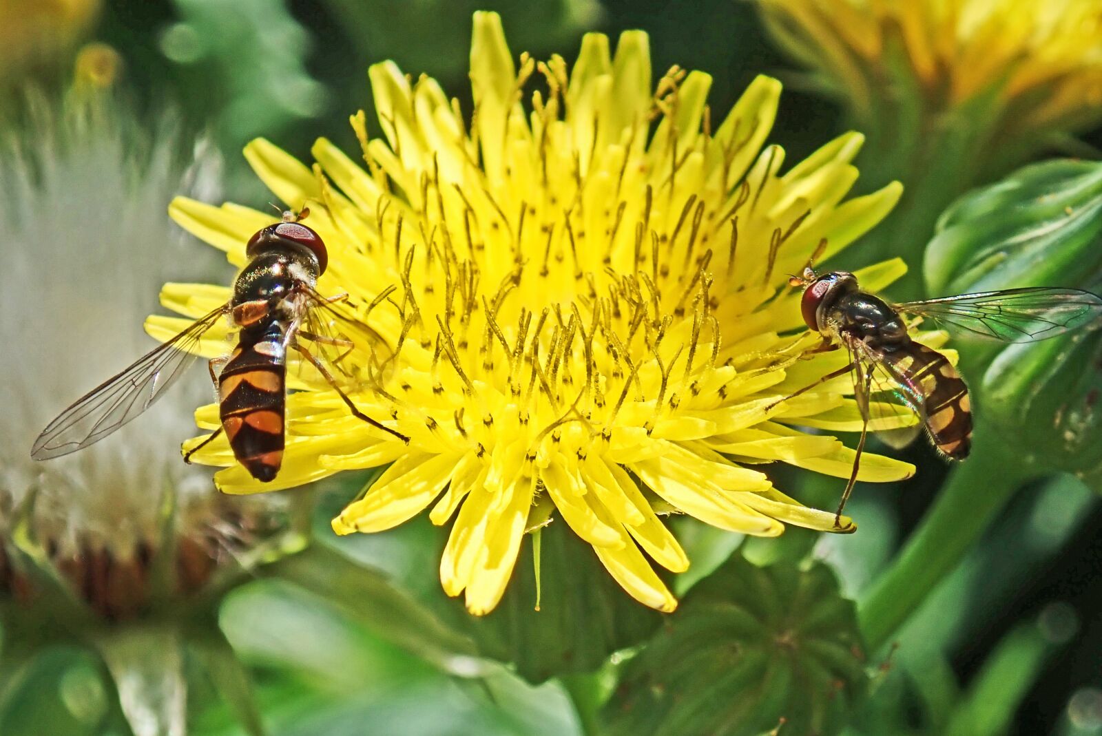 Olympus TG-5 sample photo. Insects, hover flies, milk photography