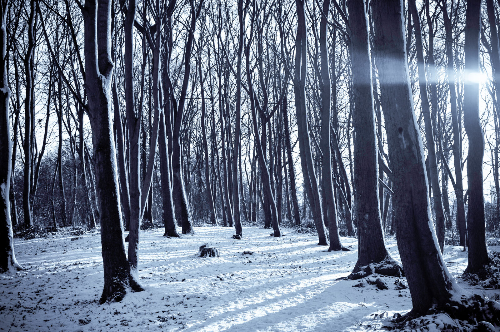 Nikon D300 sample photo. Cold, snow, nature, sunny photography