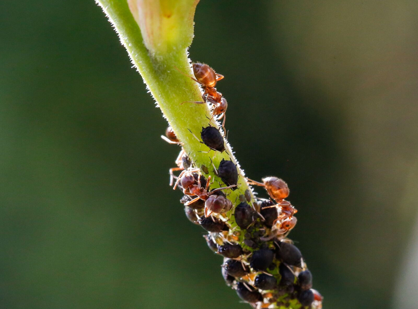 Canon EF 100mm F2.8L Macro IS USM sample photo. Ants, aphids, animals photography