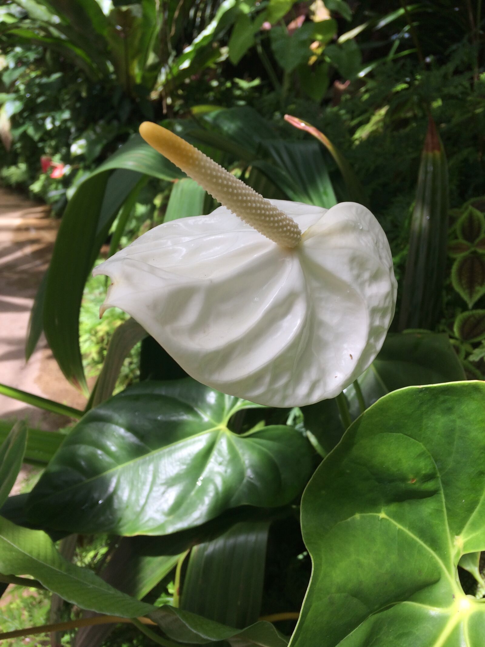 iPhone 5s back camera 4.15mm f/2.2 sample photo. Anthurium, peace lily, white photography
