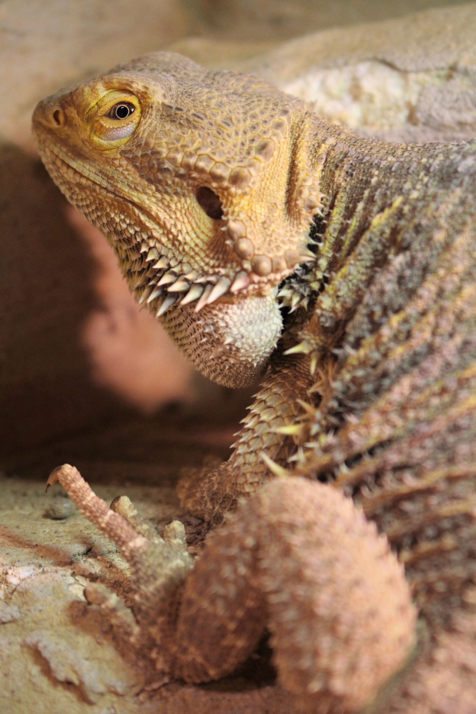 Canon EOS 100D (EOS Rebel SL1 / EOS Kiss X7) sample photo. Lizard, reptile, dragon photography