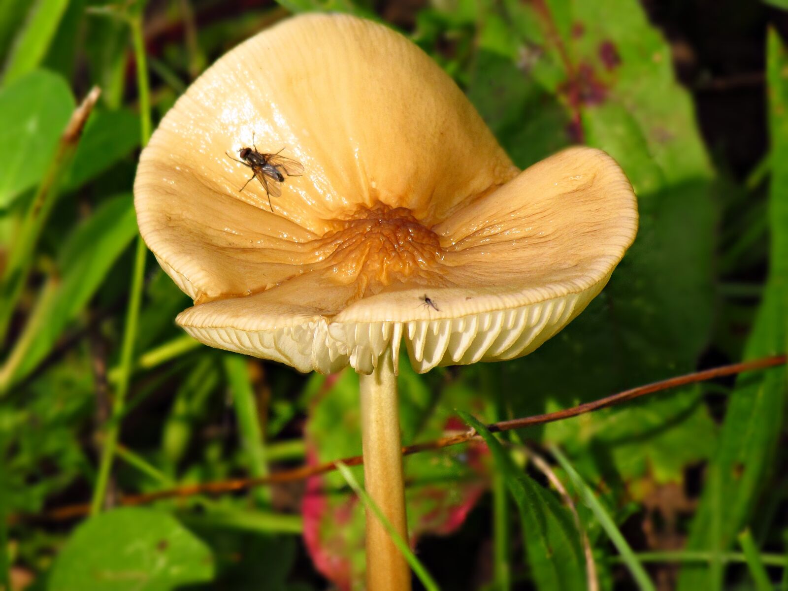 Canon PowerShot SX30 IS sample photo. Mushroom, autumn, mushrooms photography