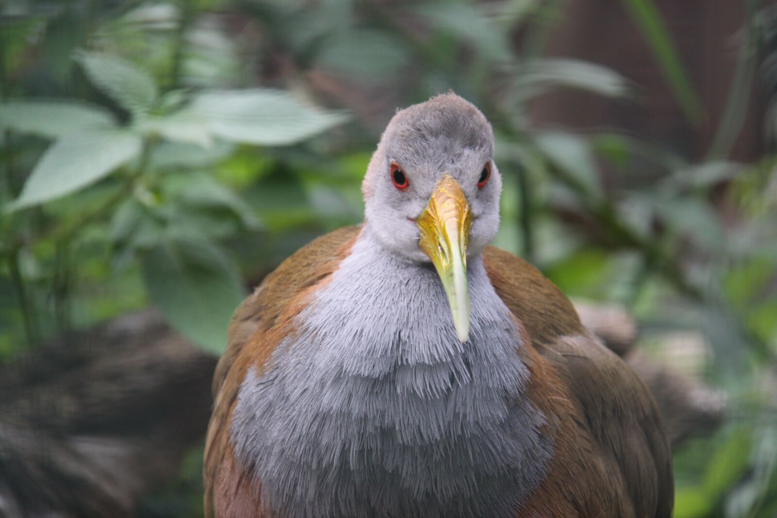 Canon EOS 50D sample photo. Great waldralle, ypecaharalle, bird photography