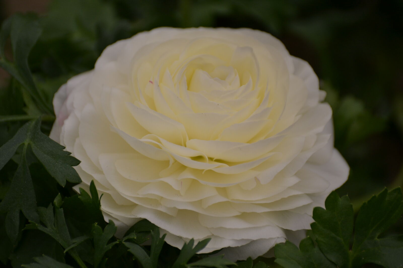 Nikon D3100 sample photo. Close, up, view, macro photography