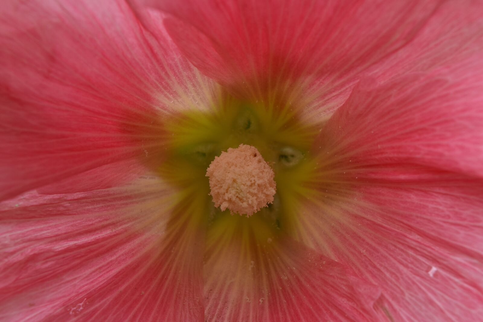 Nikon D5500 sample photo. Nectar, pink, pollination, plant photography