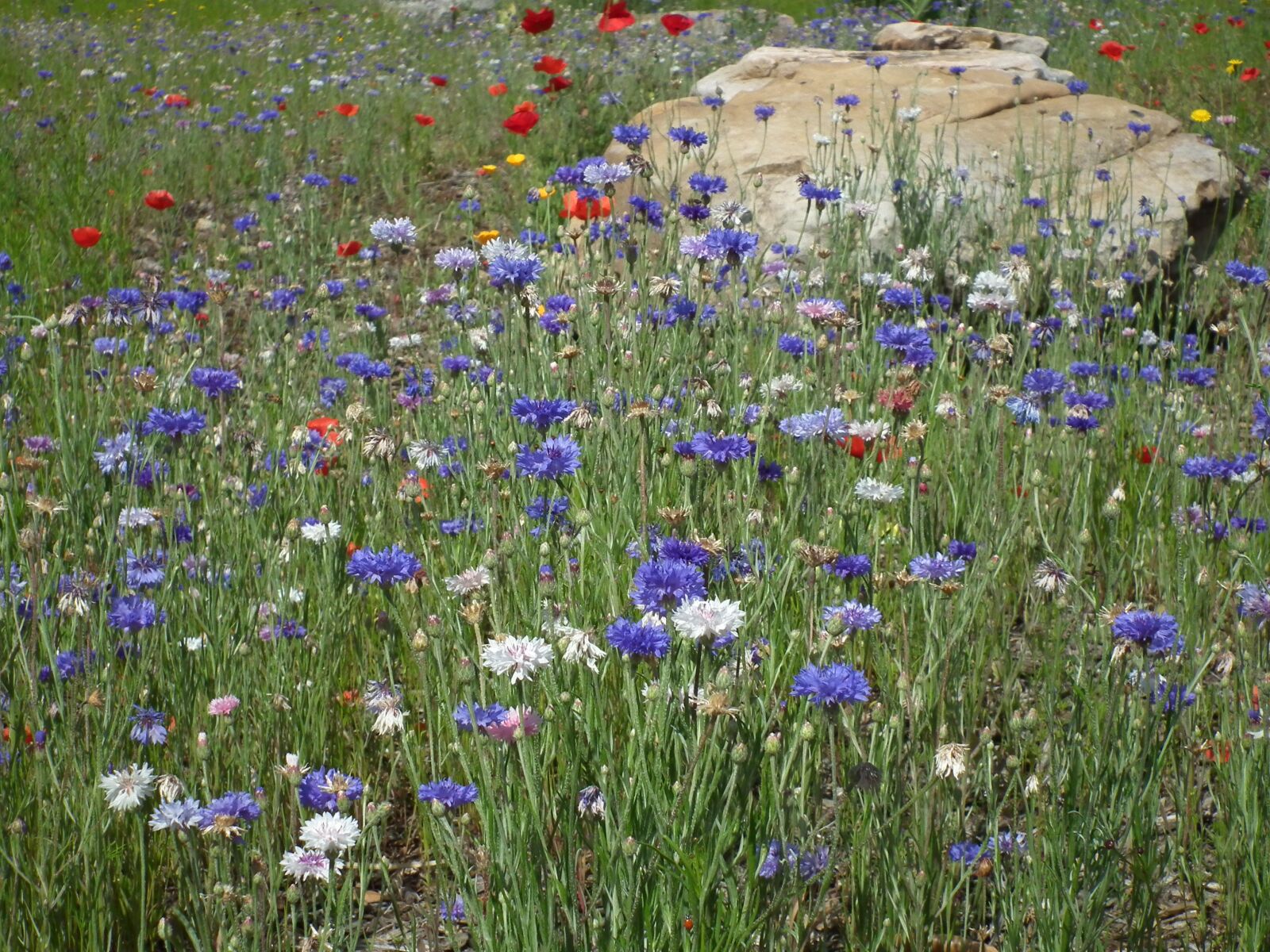 FujiFilm FinePix HS10 (FinePix HS11) sample photo. Wildflowers, nature, outdoors photography