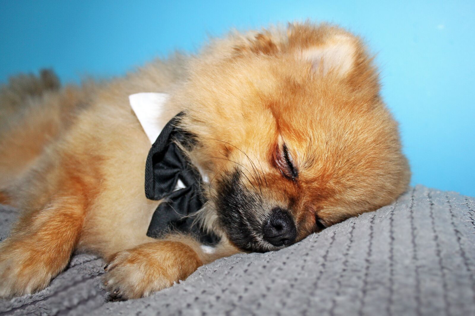 Canon EOS 500D (EOS Rebel T1i / EOS Kiss X3) sample photo. Spitz miniature, animals, charming photography