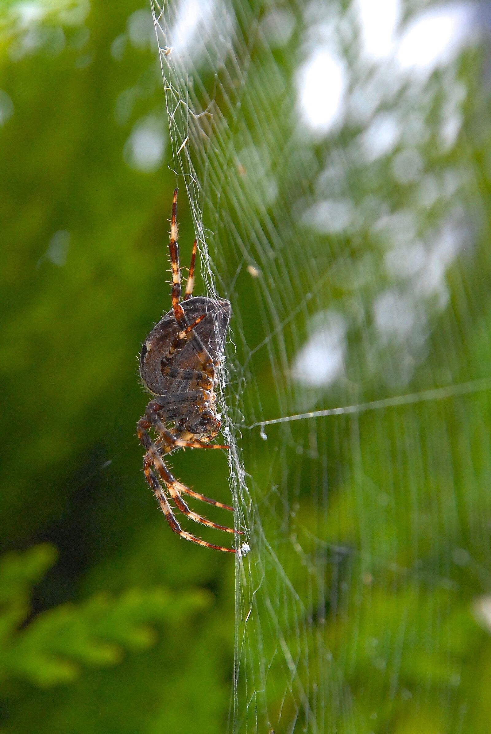 Nikon D200 sample photo. Spider, wire, canvas photography