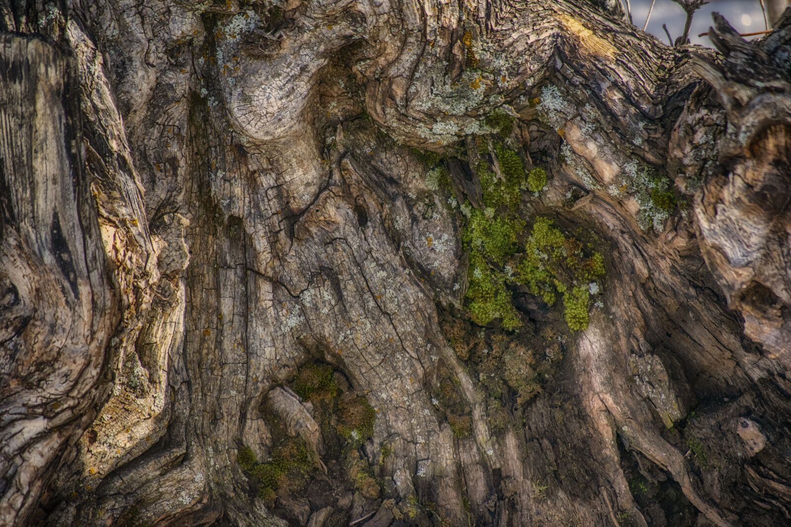 Nikon D3300 sample photo. Tree, trunk, wood photography