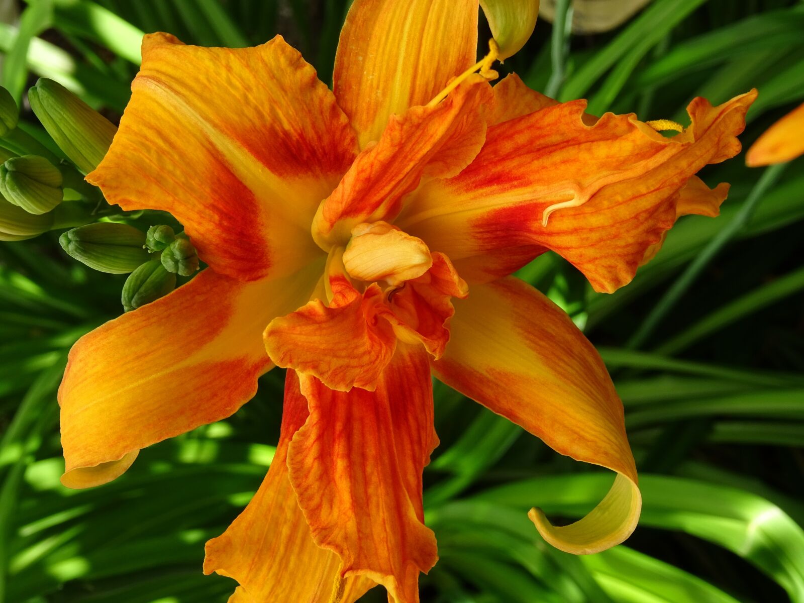 Sony DSC-HX60 sample photo. Day lily, blossom, bloom photography