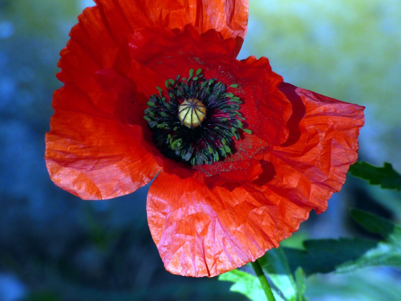 Panasonic DMC-FZ72 sample photo. Flowers, poppy, prairie photography