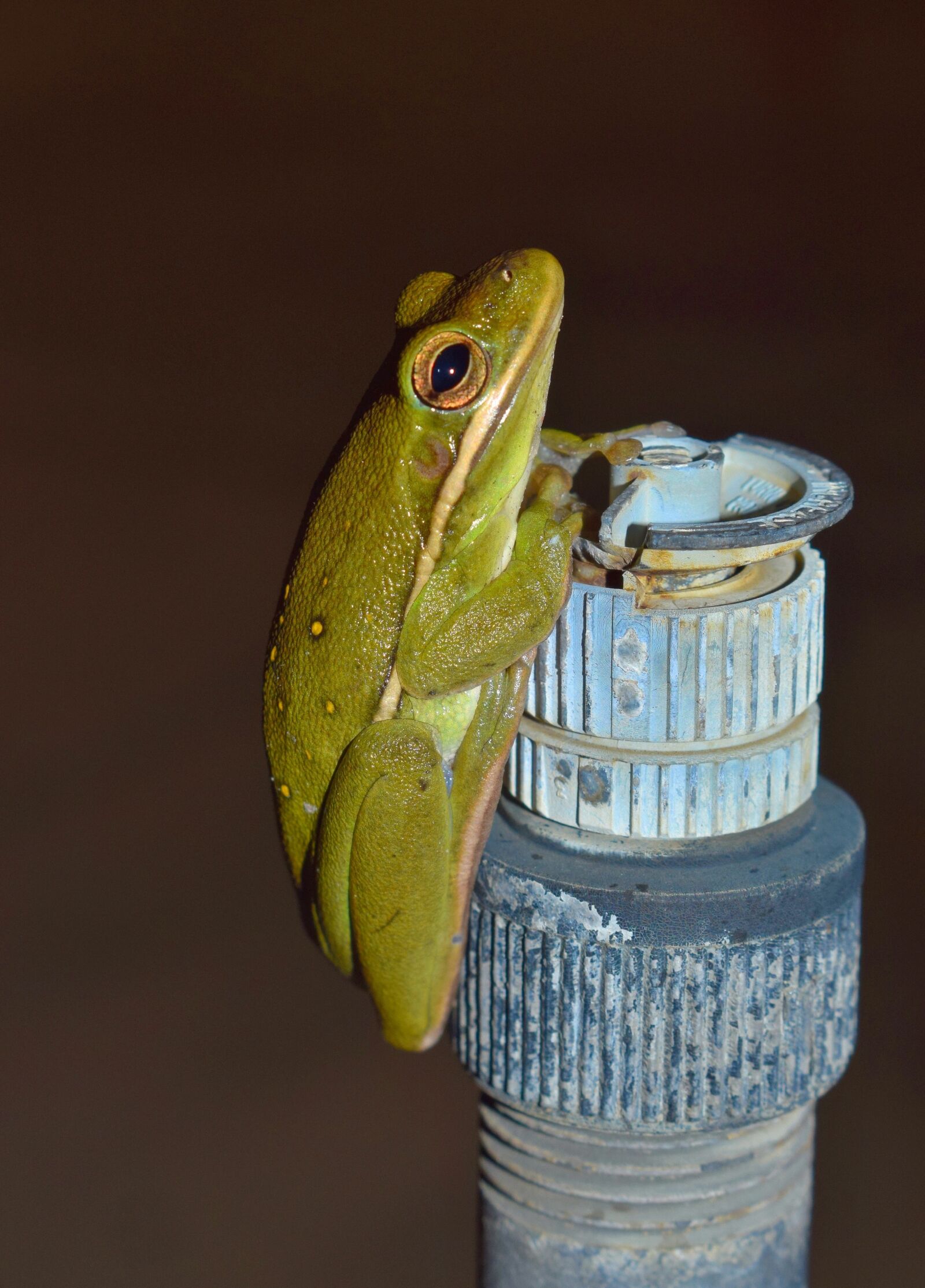 Nikon D5300 sample photo. Frog, tree frog, american photography