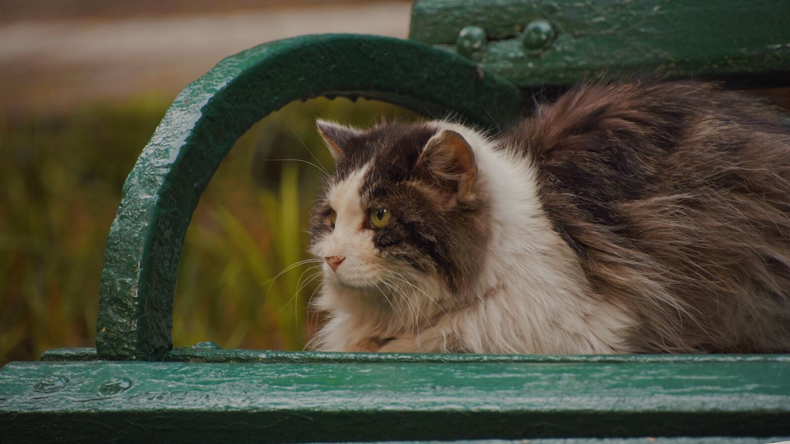 Nikon D7200 sample photo. Cat, chair, cute photography