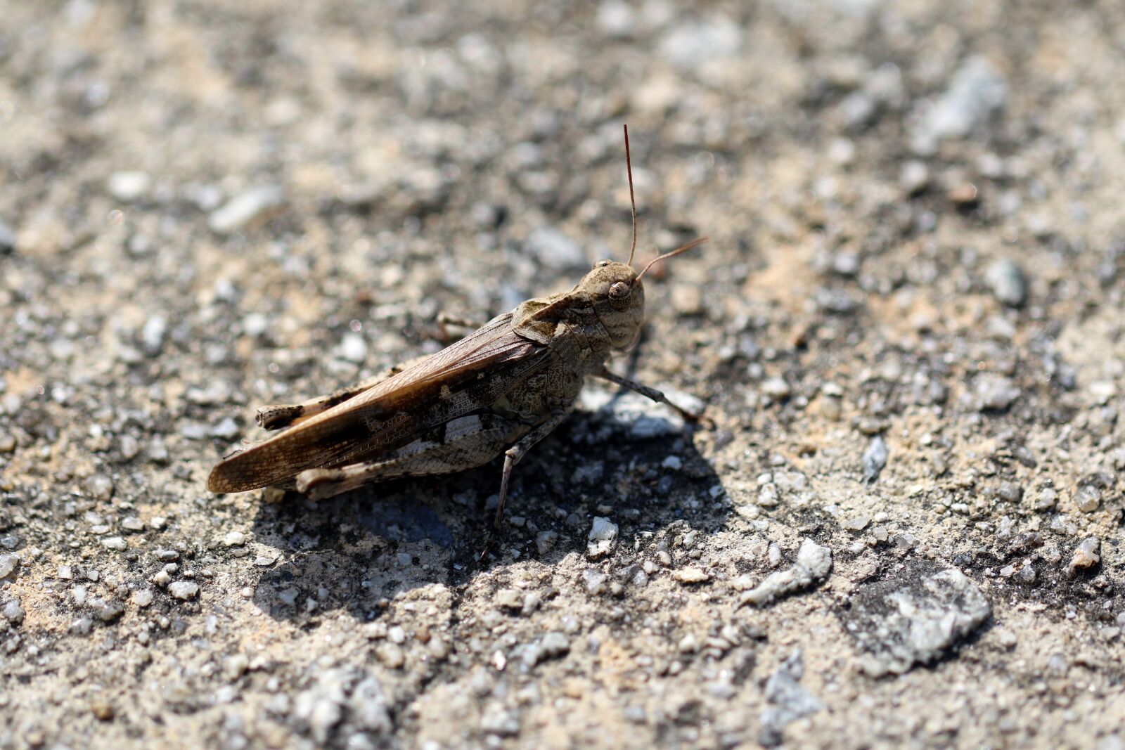 Canon EOS 7D Mark II + Canon EF 100mm F2.8L Macro IS USM sample photo. Grasshopper, toad the domain photography