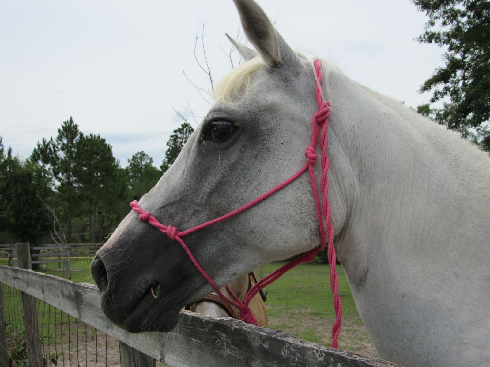 Canon PowerShot SX520 HS sample photo. Horse, gray, black photography