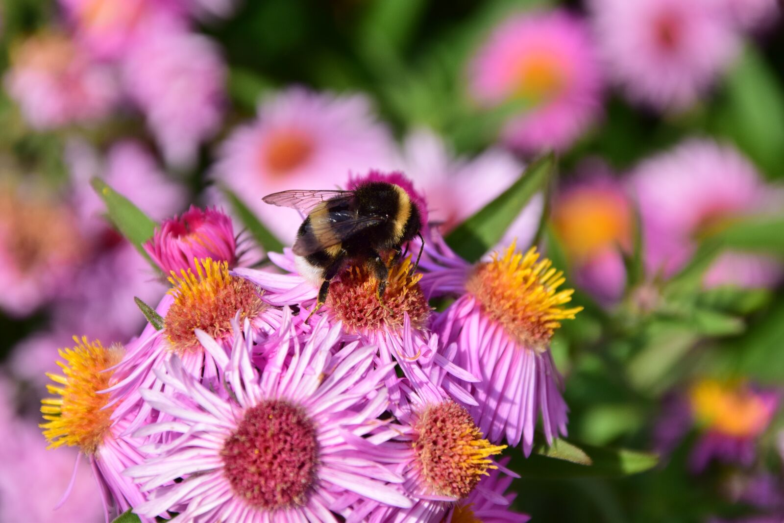 Nikon D3300 sample photo. Aster, hummel, blossom photography