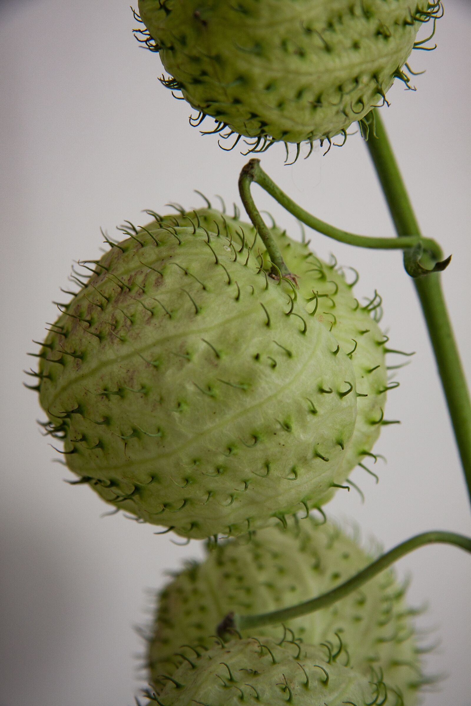 Canon EOS 50D sample photo. Silk flower, balloon plant photography