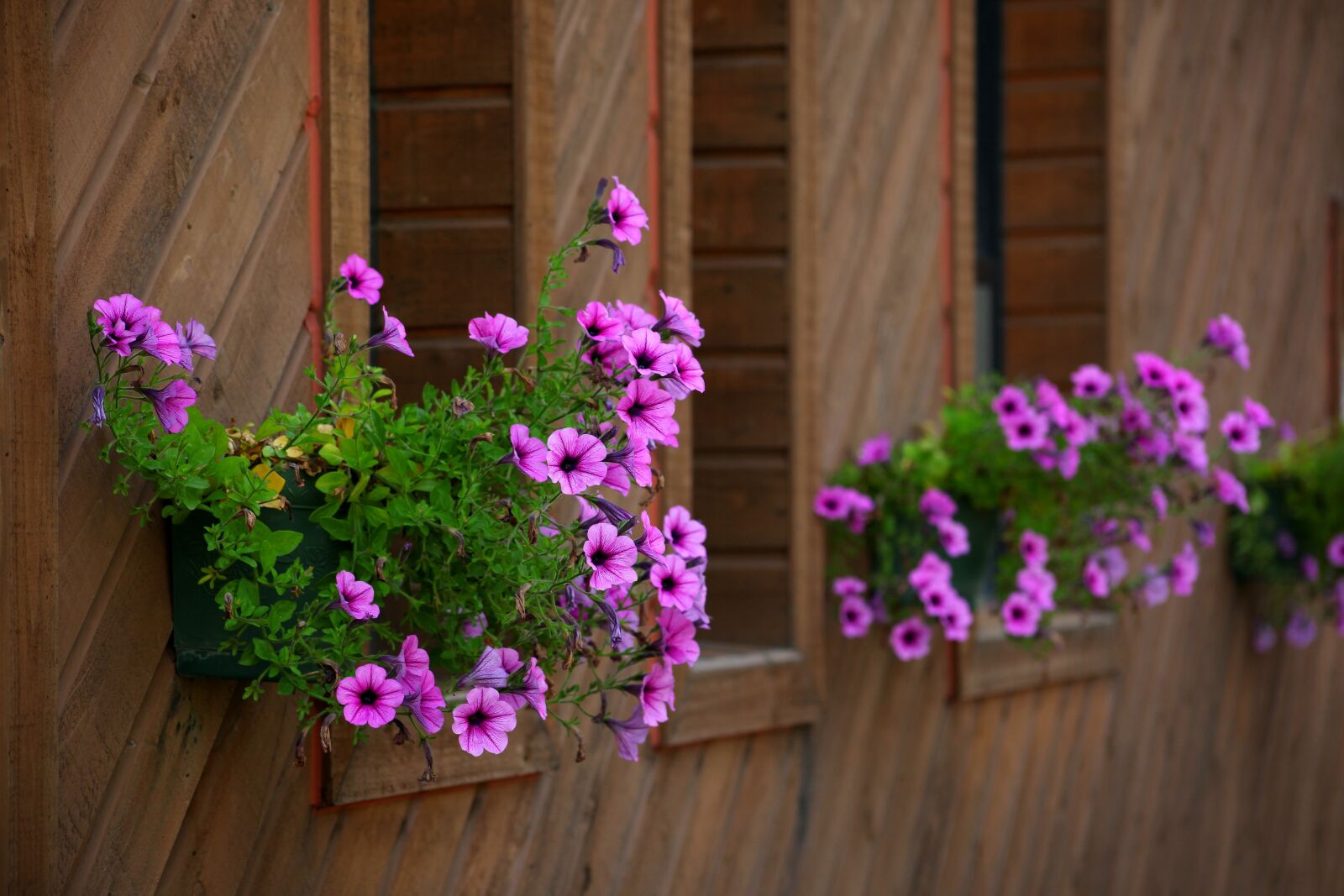 Canon EOS 5D Mark II sample photo. Flowers, wooden, plants photography