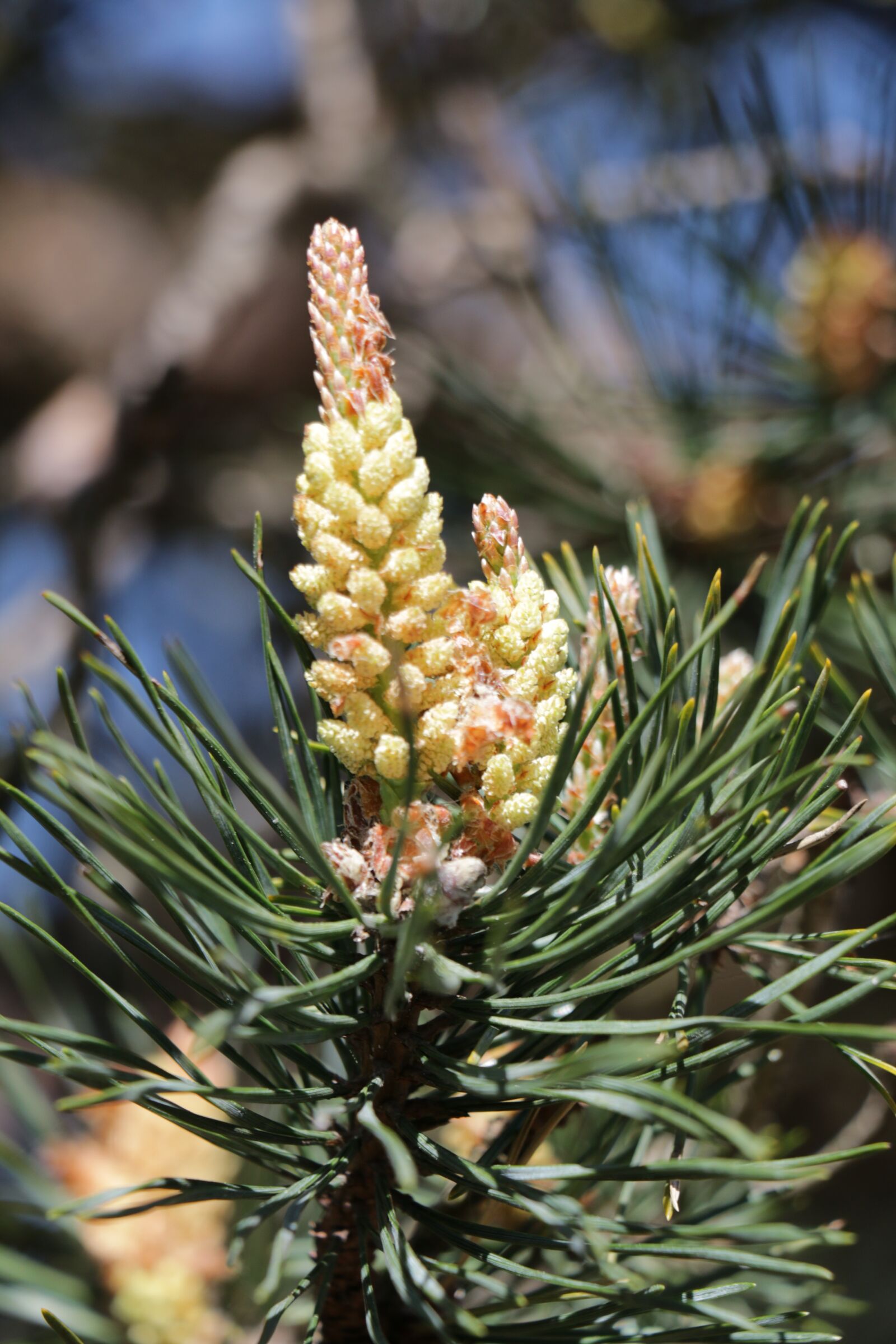 Canon EOS 70D sample photo. Scots pine, nature, pine photography