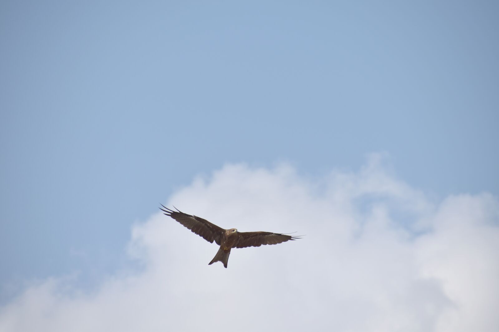 Nikon D5600 sample photo. Kite, bird flight, blue photography