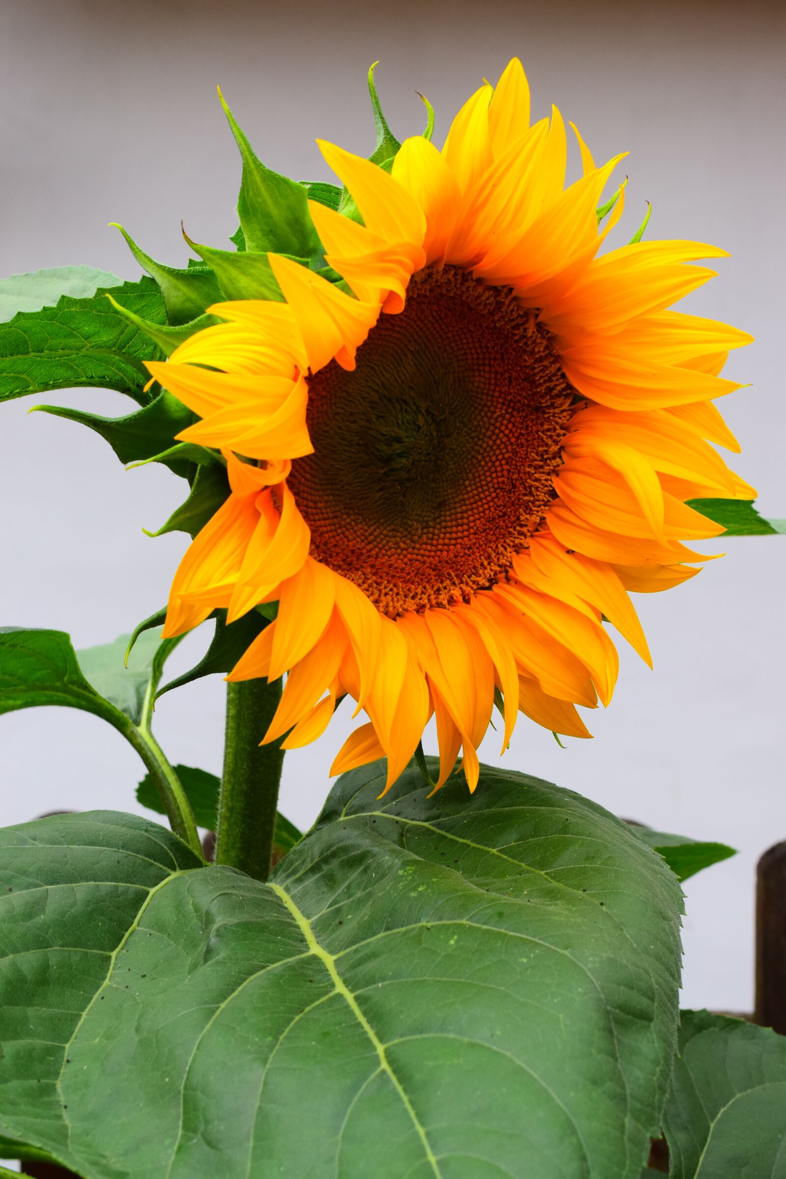 Nikon D3300 sample photo. Sunflower, flowers, blossom photography